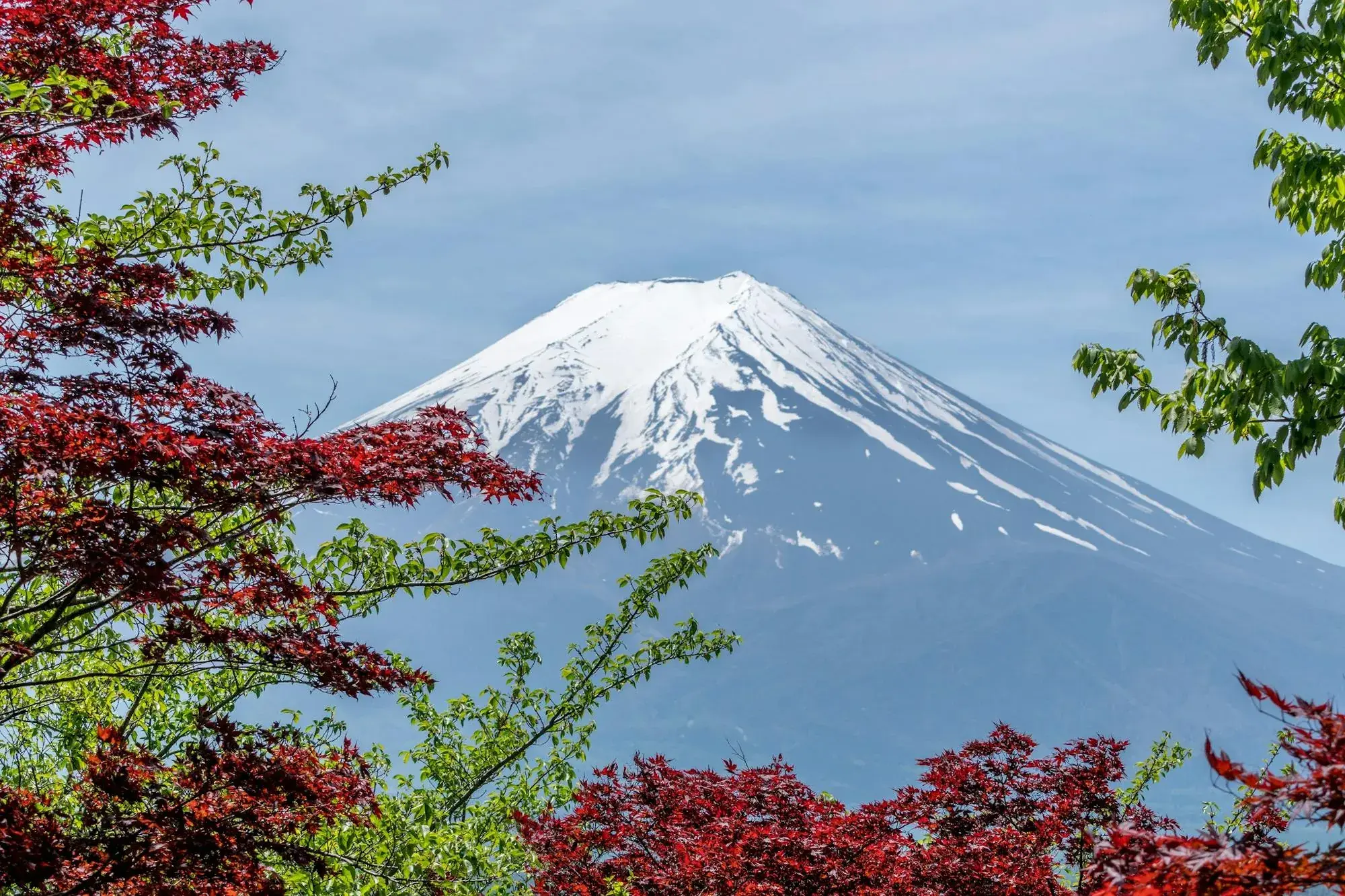 Mount Fuji framed by red maple leaves on a clear day.